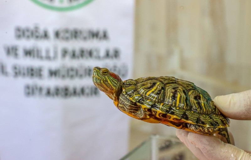 Diyarbakır'a getirilen istilacı tür, nesli tükenme tehlikesi altında olan endemik türleri tehdit ediyordu. Karar verildi, artık orada yaşayacaklar - Resim: 2