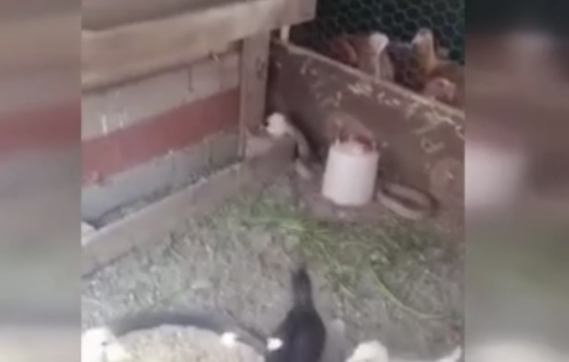 Kümesin içindeki karmaşa bir cana mal oldu. O anlar kameralara yansıdı, o hayvan hızla uzaklaştı - Resim: 3