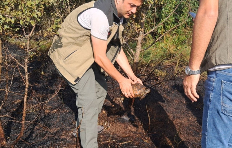 Bilecik’te tarla yangınında alevlerin ortasında kalan hayvan ölümle burun buruna geldi, ekipler son anda kurtardı - Resim: 1