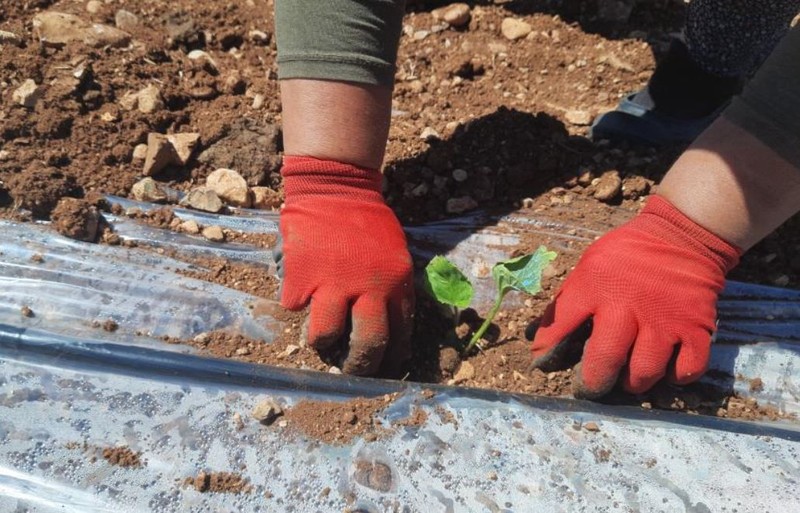 Konya'da 1'er 1'er toprağa bırakılmaya başlandı. Üzerine ne gelirse gelsin onu topraktan koparamaz. Yakında Konya'da her yerde dolacak - Resim: 3