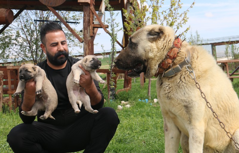 Nevşehir, Kayseri, Sivas, Niğde, Karaman, Yozgat ve Çankırı'da doğanın yırtıcısı 10'ar 10'ar görülmeye başlandı. O hayvana talep arttı - Resim: 5