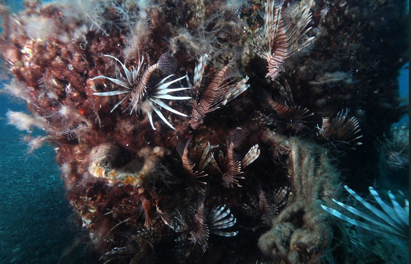 Hatay, Adana, Mersin ve Antalya'ya yerleşmişlerdi. Sayıları 71'e yükseldi. İzmir'den sonra Marmara'ya korkunç 71 uyarısı verildi istilacı hayvan artık ensenizde - Resim: 2