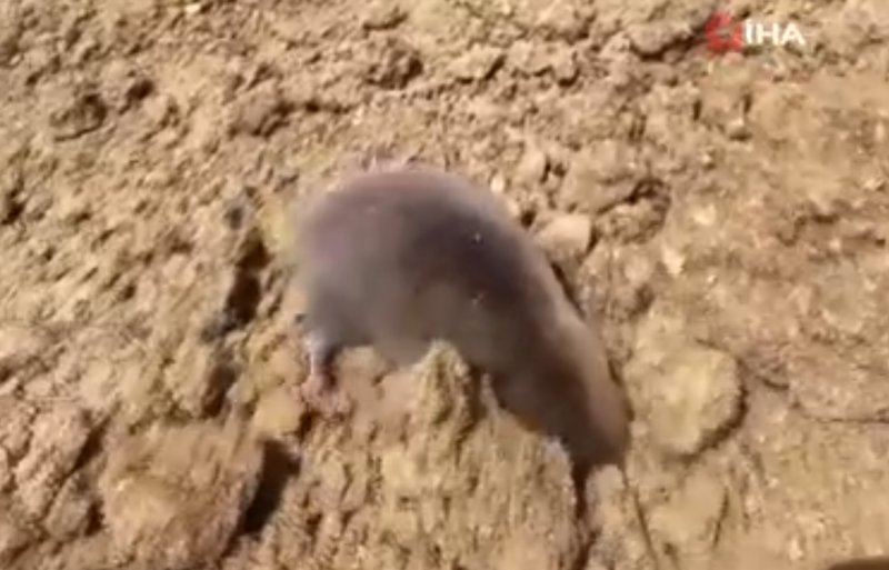 Tunceli’de temel kazısı yapılırken yuva arayan köstebek kameraya yansıdı - Resim: 3