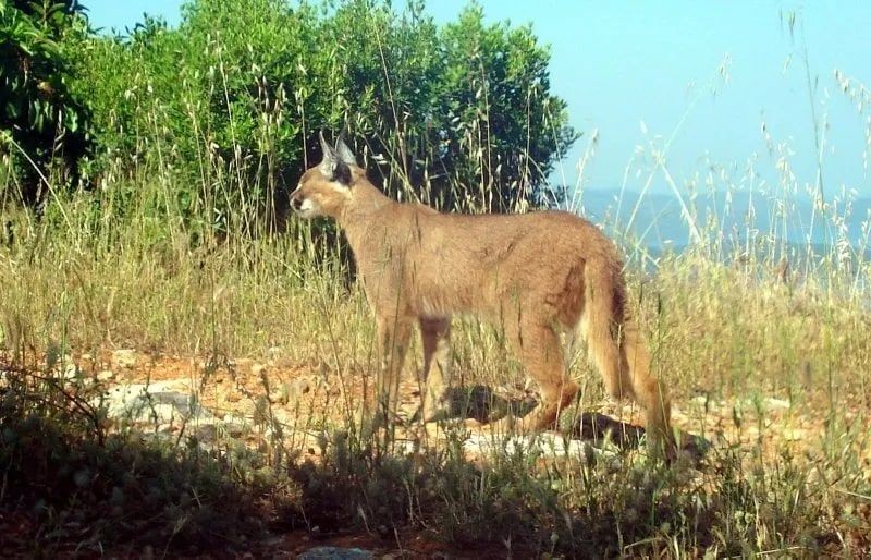 Muğla’da çok nadir ortaya çıkan dünyanın en az görülen hayvanı. 1 tanesi ortaya çıkmıştı. Köylüler onu korkunç bir halde buldu - Resim: 5