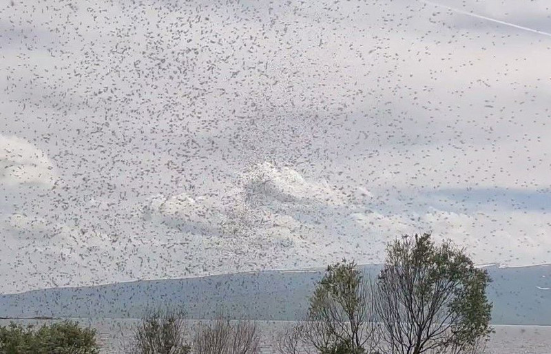 Ardahan ve Kars üzerinden 1000'lerce hayvan teker teker Türkiye'ye giriş yaptı. 1000'lerce hayvanın tek hedefi şu anda her yeri istila etmek - Resim: 4