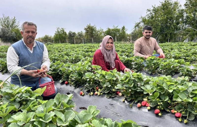 Hatay'da tarlasındaki 10.000'lercesini son anda kurtarmıştı. Vatandaşa kötü olarak yansıyacakken son anda engelledi 10.000'lercesi Türkiye'ye dağılacak - Resim: 5