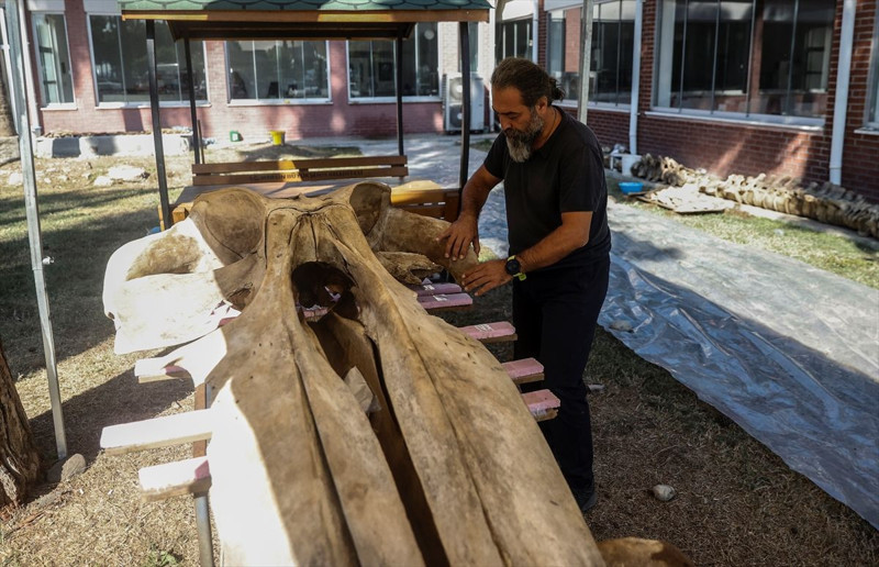 Mersin’de 14 metrelik devin iskeleti ortaya çıkarıldı! Eşsiz kalıntı sergileneceği günü bekliyor - Resim: 1