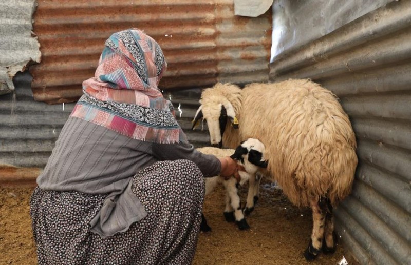 Elazığ'da 300 tane koyunu olan çoban, Türkiye'ye Elazığ'dan resmen korkunç haberi verdi. Köylerde gördüğü bir manzara - Resim: 6