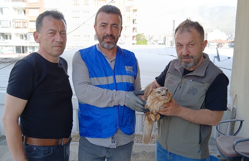 Niğde'de Enerji iletim hattında görevli hat bakım şefi Cengiz Koç çalışma sırasında o hayvanı gördü. 1 adım atacak hali yoktu - Resim: 4