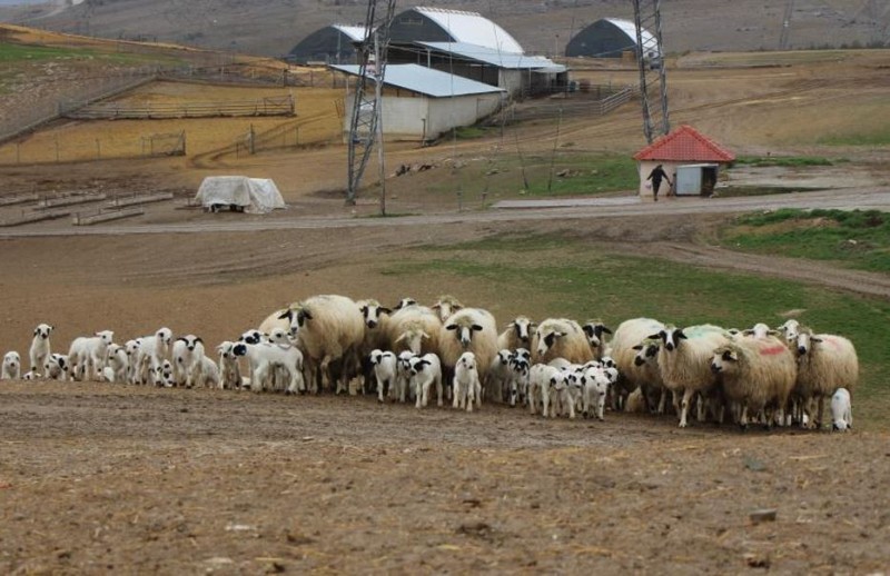 Amasya'da 6.000 tane daha doğacak... Çiftlikteki koyunun özelliğini duyanlar şaşırıp kalıyor. 2,5 ayda 10 kat büyüyerek 30 kilo oluyor - Resim: 2