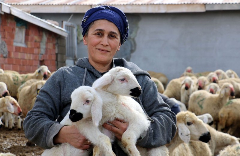 Erzincan’dan Türkiye'ye koyunlardan güzel haber geldi. Herkesin beklediği müjdeyi verdiler! 100'lercesi akın edince ortaya müthiş görüntü çıktı - Resim: 4