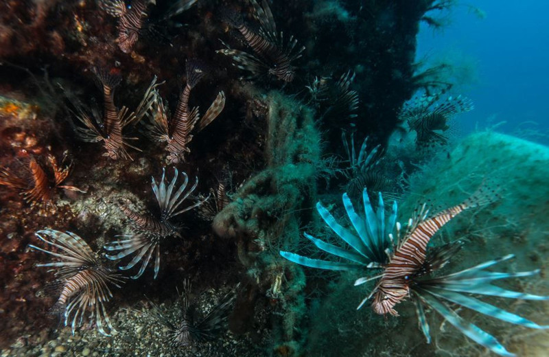 Hatay, Adana, Mersin ve Antalya'ya yerleşmişlerdi. Sayıları 71'e yükseldi. İzmir'den sonra Marmara'ya korkunç 71 uyarısı verildi istilacı hayvan artık ensenizde - Resim: 3