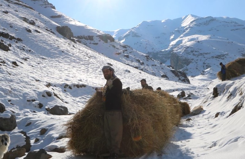 Hakkari'de 2 bin 500 rakımdan toplayıp koyunlar için teker teker köye indirdiler. Devletten tek 1 istekleri var - Resim: 4