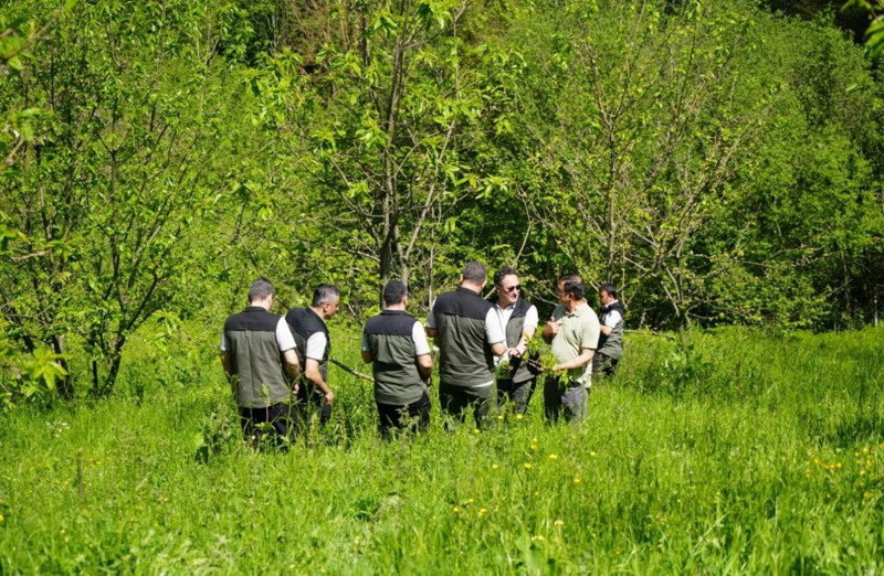 Samsun'da 40.000 tanesi teker teker doğaya salınacak... Doğa salındıktan 7 yıl sonra etkisini gösterecek - Resim: 1