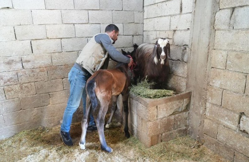 Muş'ta hayvan sahibinin 1 tane keçisi yavrusunu kaybetti... Yavrusunu kaybeden anne keçinin yanına giden adam, gördüğü manzara ile resmen dondu kaldı - Resim: 4