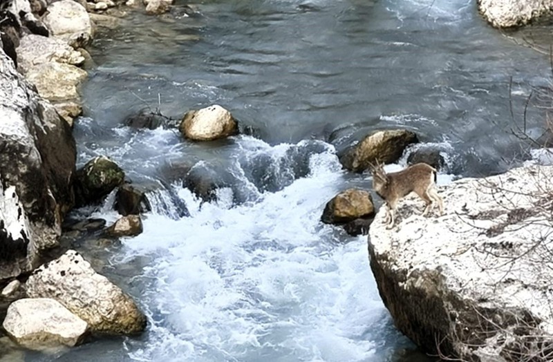 Tunceli'nin azgın suların arasındaki hayvan müthiş görüntülere sahne oldu. İzleyenler bir kez daha hayran kaldı - Resim: 3