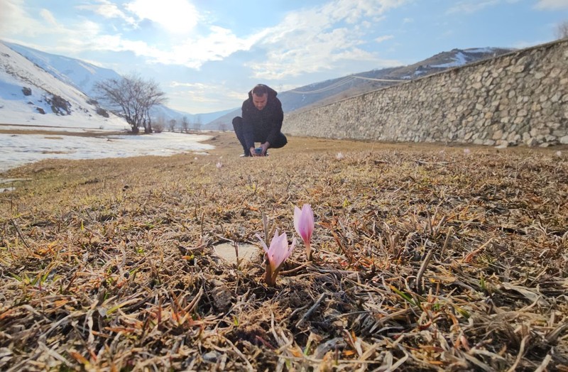 Bitlis'te baharın müjdecisi olarak bilinen çiğdemler çiçek açtı... Ortaya harika görüntüler çıktı. İzleyenleri kendine hayran bıraktı - Resim: 3