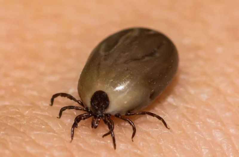 Sivas, Erzincan, Erzurum, Malatya, Tunceli, Elazığ ve Diyarbakır'da her yeri saran istilacı hayvanı görünce sakın bunu yapmayın! Yüzde 100 felaketi getiriyor - Resim: 4