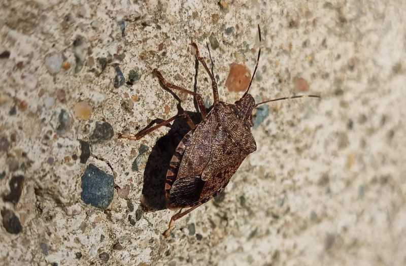 Karadeniz’de hızla yayılan istilacı tehlike pik noktasında! Uzmandan çarpıcı açıklama: “Yok etme şansımız yok” - Resim: 6