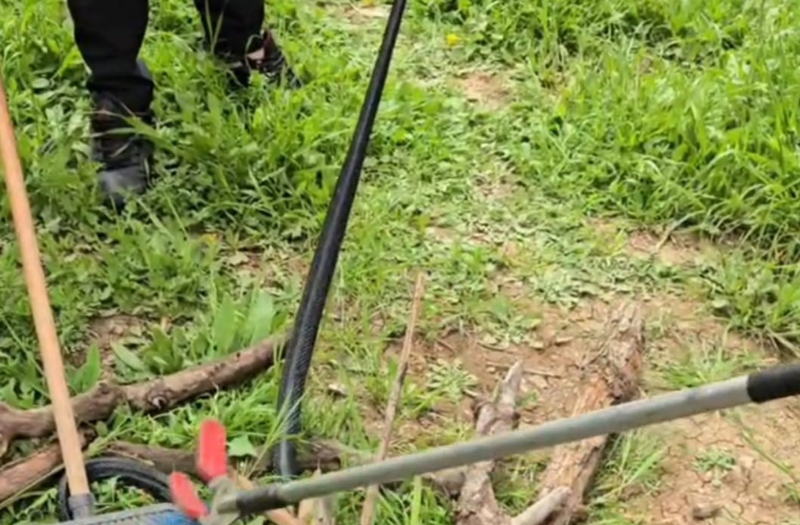 Şırnak’ta köyde odunluktan odun almaya giden vatandaşın karşısına bir anda çıktı. 2 metrelik yaratığı görünce neye uğradığını şaşırdı - Resim: 2