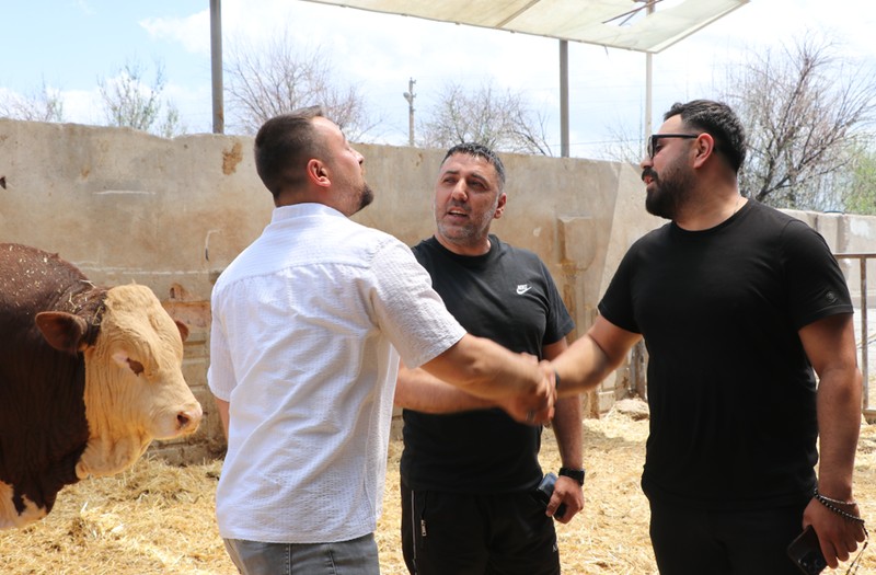 Kayseri'de bir çiftlikte tutuluyordu... Benzerinden yoktu. Tam 540 bin TL'ye satıldı - Resim: 3