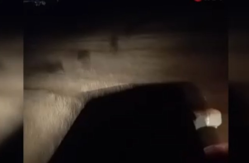 Şanlıurfa’da gece 1,2,3,4,5 taneden fazlası tarlada bir anda ortaya çıktı. Çiftçi traktörüne atlayıp tek 1 hareket yaptı - Resim: 4