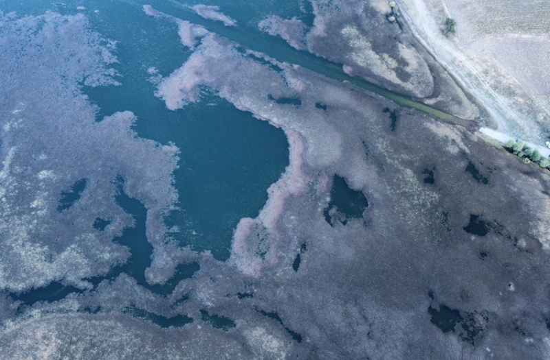 Çorum Alaca’daki İbrahimköy Göleti yosun ve atıklarla doldu, vatandaşlar tepkili - Resim: 1