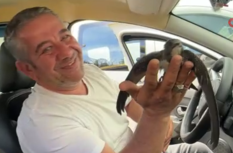 İstanbul'da bitkin düşen hayvanı arabanın altından hiç düşünmeden kurtardı! Taksicinin hareketi takdir topladı - Resim: 4