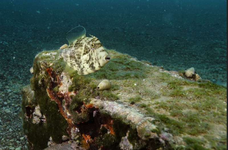 Hatay, Adana, Mersin ve Antalya'ya yerleşmişlerdi. Sayıları 71'e yükseldi. İzmir'den sonra Marmara'ya korkunç 71 uyarısı verildi istilacı hayvan artık ensenizde - Resim: 7