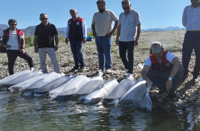 Denizli'de 1 milyon 6.000 tanesi bir anda doğaya bırakıldı... Milyonlarcası saniyeler içerisinde gözden kayboldu - Resim: 1