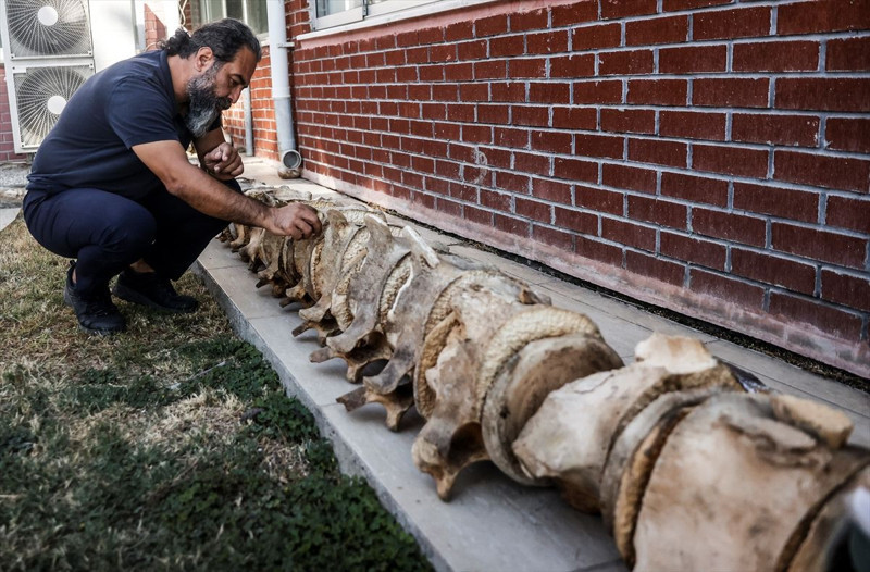 Mersin’de 14 metrelik devin iskeleti ortaya çıkarıldı! Eşsiz kalıntı sergileneceği günü bekliyor - Resim: 6