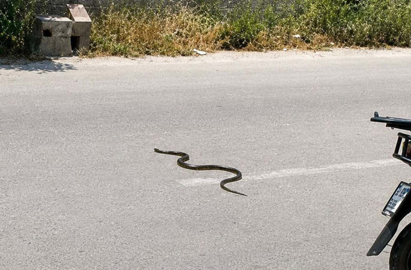 Mersin'de son 1,5 ayda 184 vaka görüldü! Türkiye'nin her yerindeler - Resim: 2