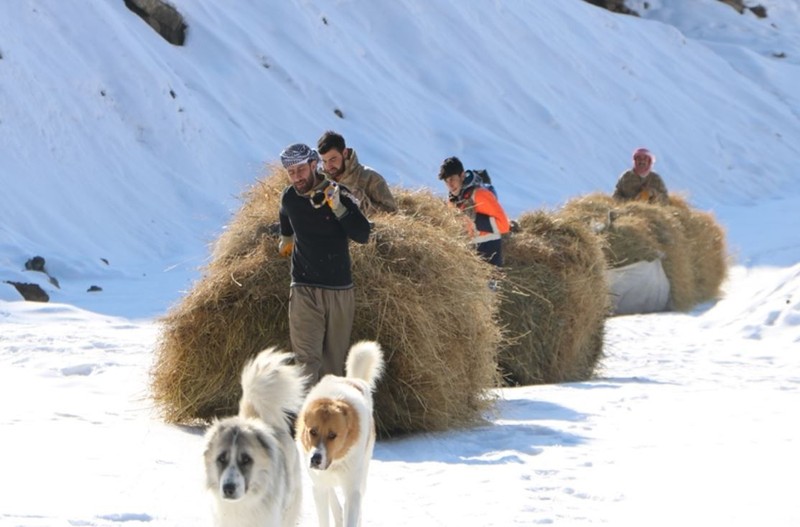 Hakkari'de 2 bin 500 rakımdan toplayıp koyunlar için teker teker köye indirdiler. Devletten tek 1 istekleri var - Resim: 1