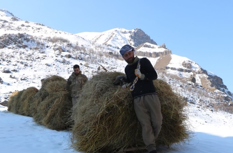 Hakkari'de 2 bin 500 rakımdan toplayıp koyunlar için teker teker köye indirdiler. Devletten tek 1 istekleri var - Resim: 2