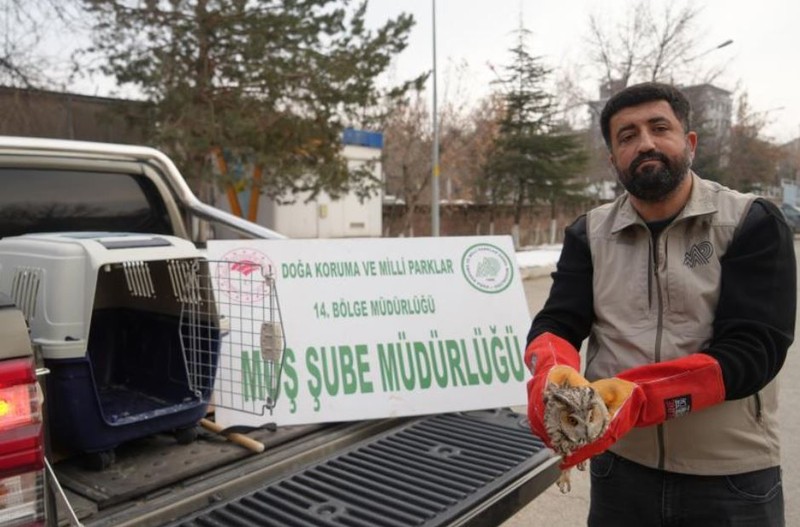 Muş'ta normalde Asya'da görülen yırtıcı hayvanı elektrik dağıtım şirketine ait ekibin çalışanları fark etti. Sadece 1 tane vardı çevresinde başka yoktu - Resim: 1