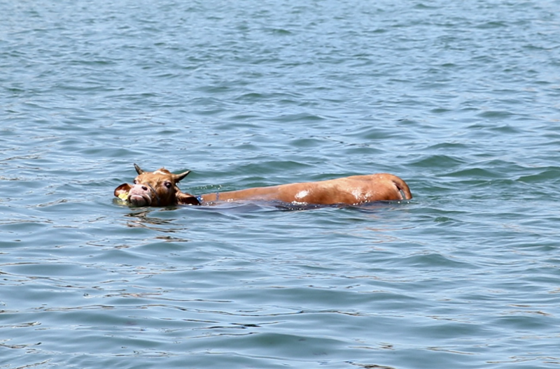 Karadeniz'de kıyıya doğru yanaşırken parlayan hayvanı gören vatandaşlar şaştı kaldı! Kendi imkanlarıyla kıyıya çıktı - Resim: 3