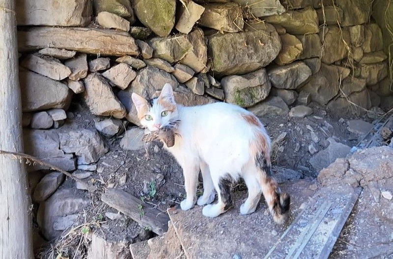 Elazığ’da anneyle yavrunun duygulandıran anı! Avı hemen yavrusuna taşıdı - Resim: 2