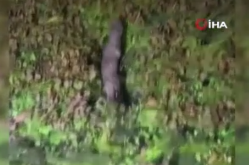Muğla'da 1 tanesi doğada çalılıkları yarıp geçtiği sırada görüntülendi. Yakında onu 1 kez bile Türkiye'de görmek zor olacak - Resim: 5