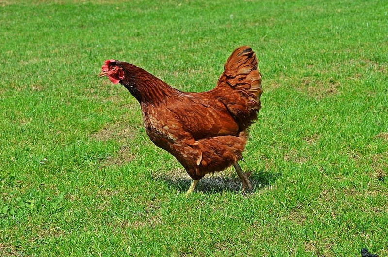 Kümesteki o tavuğu görenler bir daha dönüp baktı... Göz yanılması sanılan şeyin gerçek olduğunu görenler şaşkına döndü - Resim: 3