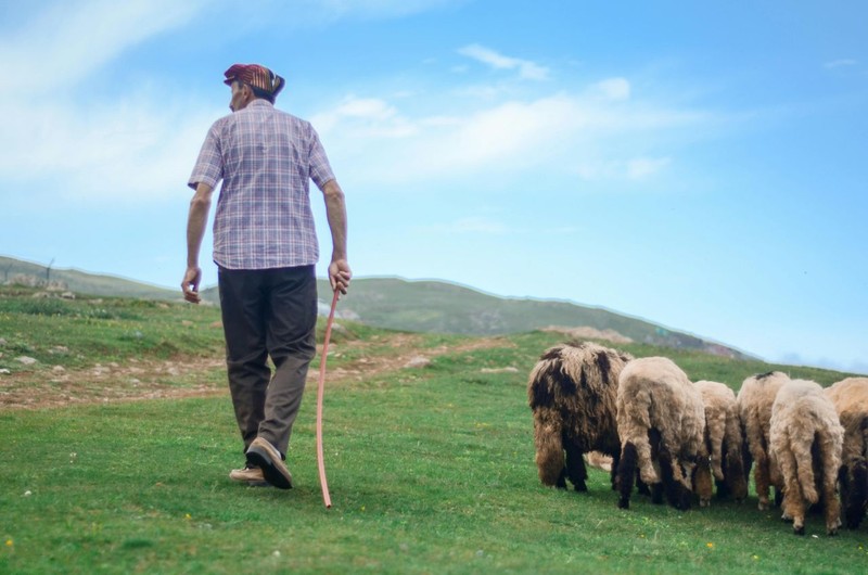 Muğla'da 10.000'lerce koyunun sahipleri, Türkiye'ye Muğla'dan korkunç bir haberi verdi. Çobanlarla ilgili ürküten detay!  Yüzde 75,6’sı aynı - Resim: 4