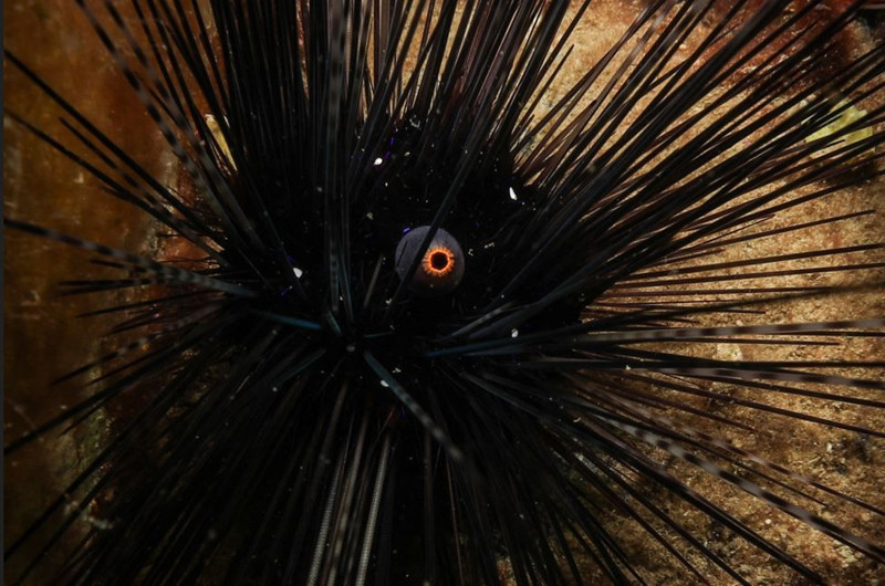 Hatay, Adana, Mersin ve Antalya'ya yerleşmişlerdi. Sayıları 71'e yükseldi. İzmir'den sonra Marmara'ya korkunç 71 uyarısı verildi istilacı hayvan artık ensenizde - Resim: 9