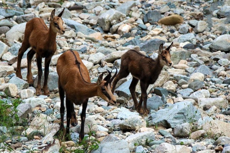 Antalya'da yaban keçisini katletti. 661 bin TL ceza yiyen adamın sözleri pes dedirtti - Resim: 2