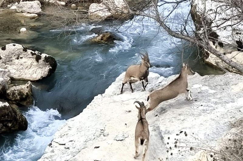 Tunceli'nin azgın suların arasındaki hayvan müthiş görüntülere sahne oldu. İzleyenler bir kez daha hayran kaldı - Resim: 4