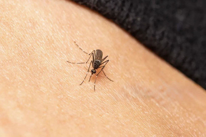 Samsun'da daha 100.000'lercesi ortaya çıkmadı. Oraları yok edilmezse daha da çoğalacaklar - Resim: 4