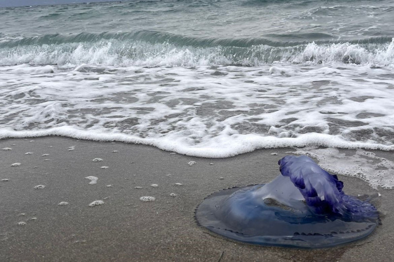 Bursa’da haftalardır aynı kabus yaşanıyor! Hepsi teker teker sahile vurdu - Resim: 3