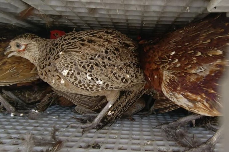 Ordu'da 800 tanesi, günde 300.000 tane ile birlikte çoğalabilen hayvana karşı doğaya salındı... 800'e karşı 300.000 - Resim: 3