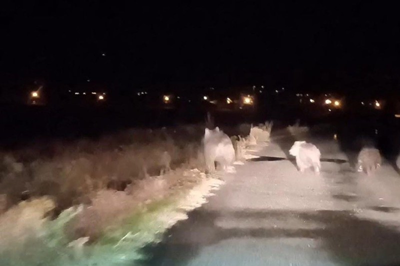 Van'da 2. kez çıkıp ormanın içerisinden geldi, 150.000'i yok edip kendisi de yoklara karıştı - Resim: 6