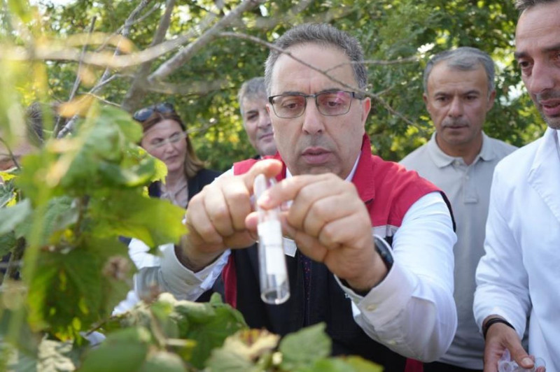 Samsun, Ordu, Trabzon, Düzce, Sakarya, Marmara'da çalışmalar acilen hızlandırıldı! 15.000 + 300 tanesi daha doğaya salındı - Resim: 1