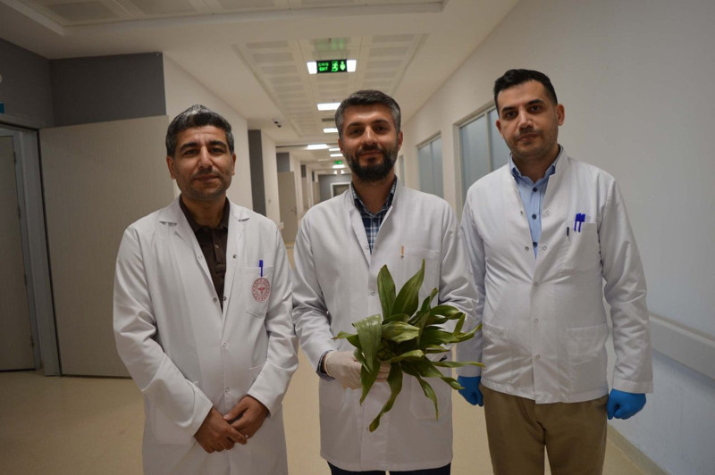 ‘İyi gelir’ diye toplayıp yediği ot öldürüyordu! Vakalar iki haftadır arttı: Herkes bu kadar şanslı olmayabilir - Resim: 5