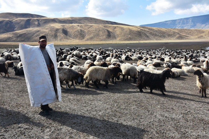 Yerden 2250 metre yüksekteki Kalp Gölü'nün etrafına toplanıp su içtiler... Nemrut Dağı'nın o görüntüsü kartpostallık görüntüler oluşturdu - Resim: 7